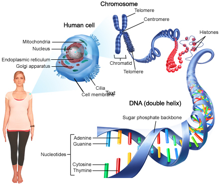 2437_dna_450_v2