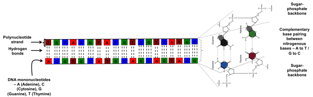 DNA Structure 3