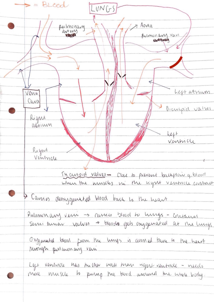 Structure of Heart worksheet  Live Worksheets