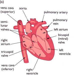 Vertical Cross Section Of The Heart