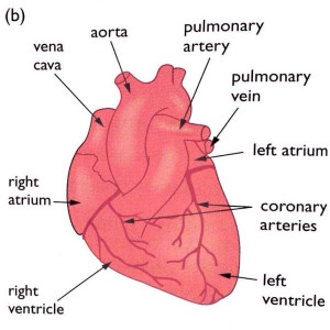 External View Of The Heart