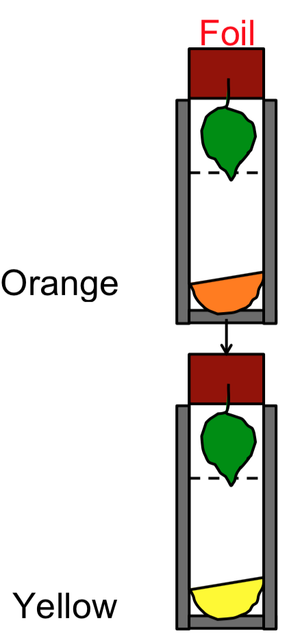 Figure 2 - Colour change in test tube covered with aluminium foil