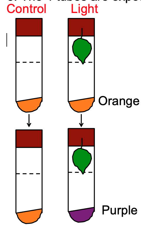 Edexcel IGCSE Biology Tuition Effect Of Light On Gas Exchange In Leaf Edexcel IGCSE Biology Tuition Effect Of Light On Gas Exchange In Leaf